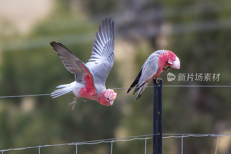 少年拉里(Eolophus roseicapilla)